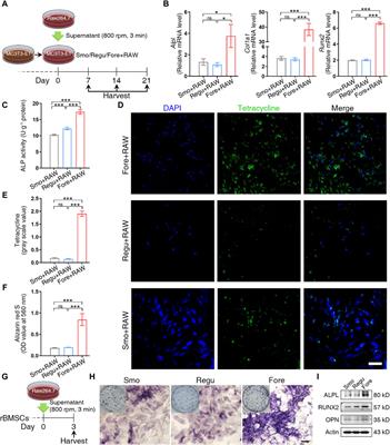 A submicron forest-like silicon surface promotes bone regeneration by regulating macrophage polarization